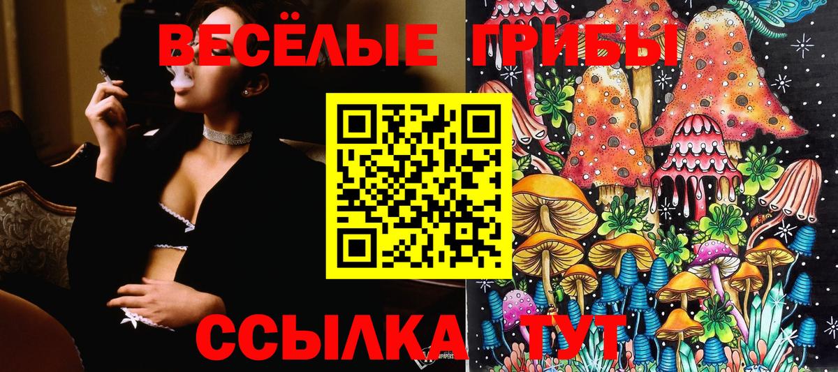 Псилоцибиновые грибы Psilocybe Димитровград